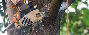 Professional Tree Care in Cedar Grove, FL