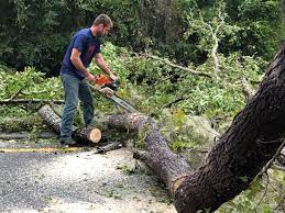 How Our Tree Care Process Works  in  Cedar Grove, FL